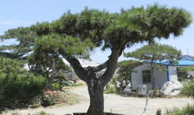 大型古松基地：大型古松種植時(shí)哪些問(wèn)題需注意？