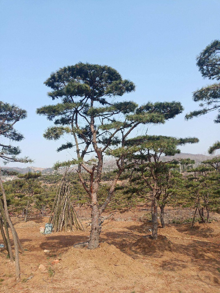 山東錦通今日為您帶來造型油松的產地及介紹