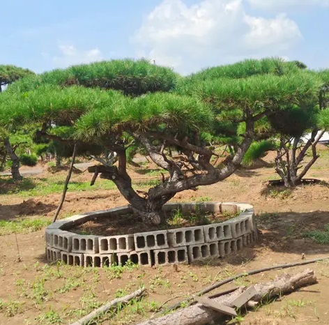 萊蕪造型松栽植之后應(yīng)該如何管理？