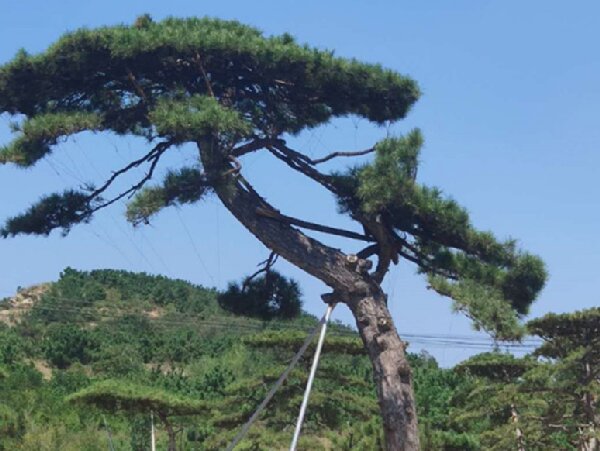 萊蕪造型油松造林選地很重要，撫育管理要記牢！