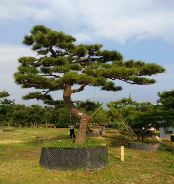 萊蕪造型黑松如何栽植才能生長(zhǎng)良好？